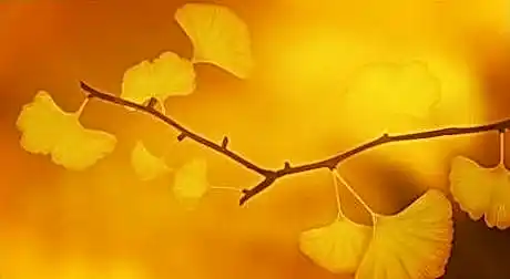 Sykaaa зеркало сегодня e42ccd